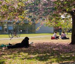 A girl lounges in the shade of a tree on a sunny day as she reads a book